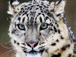 DYNAFIT Snow Leopard Trophy Schneeleopard