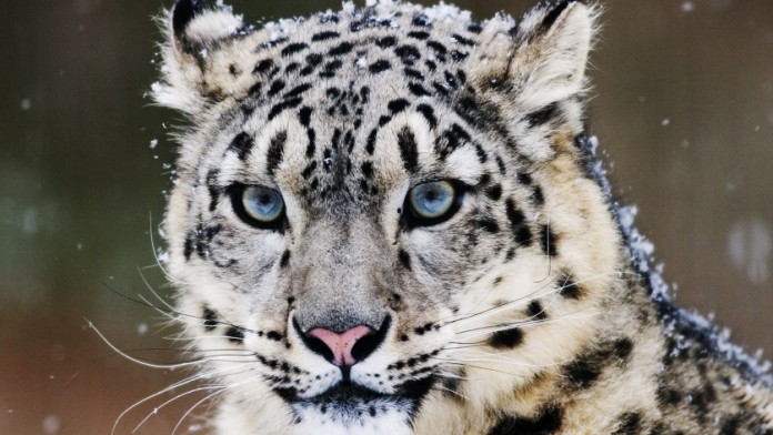 Schneeleopard Schneeleopard